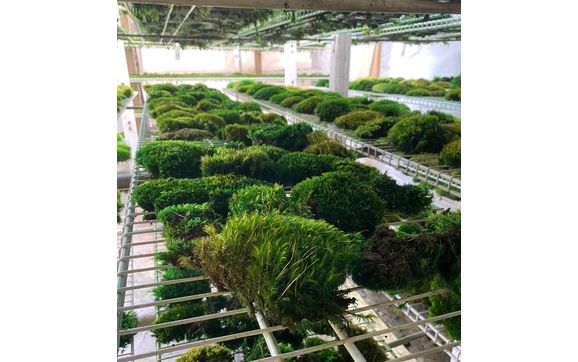 Preserved Wholesale Spanish and Reindeer Mosses : Mossman Inc