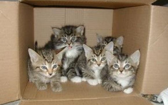 Cat Spay/Neuter, Wellness, TNR & feral kitten foster/adoption  by The Feline Fix