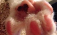 Pet Sitting Services by Angel Whispurrz Cat Rescue
