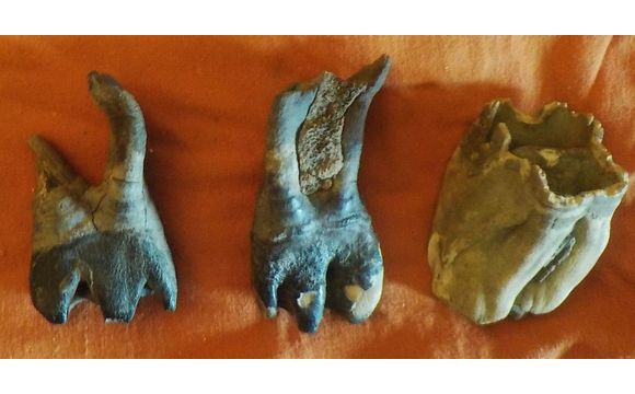 FOSSILS - Ancient Extinct Woolly Rhinoceros Teeth by Wilder Things ...