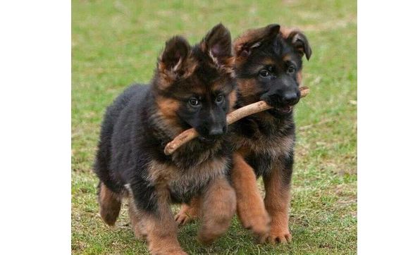 Pet Sitting Services by Lynda's Pet Services, LLC