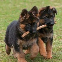 Pet Sitting Services by Lynda's Pet Services, LLC