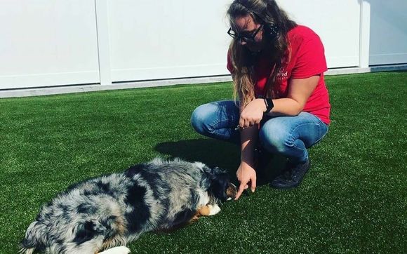 Training by Pampered Pet Resorts in Naples, FL - Alignable
