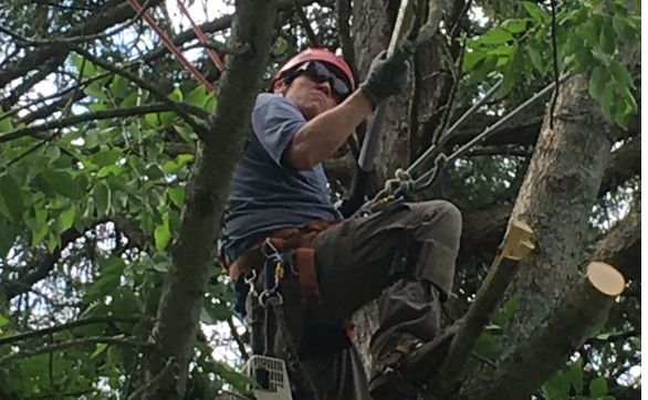 Hand-Shake Tree Service/John Swiniarski by Hand-Shake Tree Service