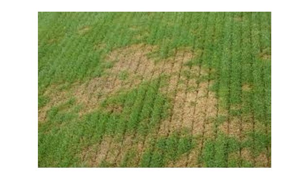 Lawn Patching by Ron's Lawn Care & Outdoor Maintenance