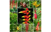 www.spectrumtropicals.com by SunStone Equity SA