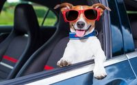 Curbside Pickup by The Wagging Tail Pet Grocery & Supplies