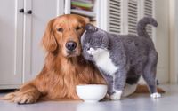 Free Consultations by The Wagging Tail Pet Grocery & Supplies
