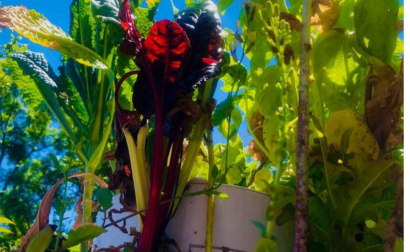 Dunya's Tower Gardens  by My little organic garden