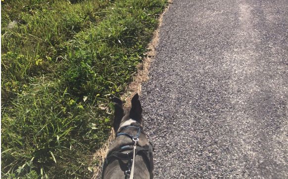 Dog Walking Only-(30 Mins) by Sophie's Friends' Petsitting, LLC