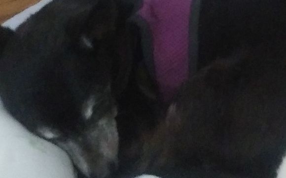 Sleepovers by Patty's Pampered Pet Sitting