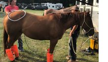 #PULSE EQUINE#PEMF before the RODEO 🐴 ❤️ by IOWA Pulse Equine / Cattle Services