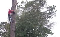 Tree Cutting Service by Manicured Landscapes