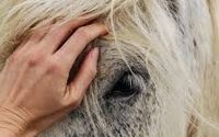 Affordable Equine Bodywork by Affordable Equine Bodywork