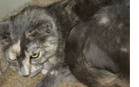 Adoption display, boarding & grooming by Adoption Center & Pet Outreach boarding & grooming