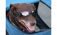 Pet Photograher by Forest Photography, LLC