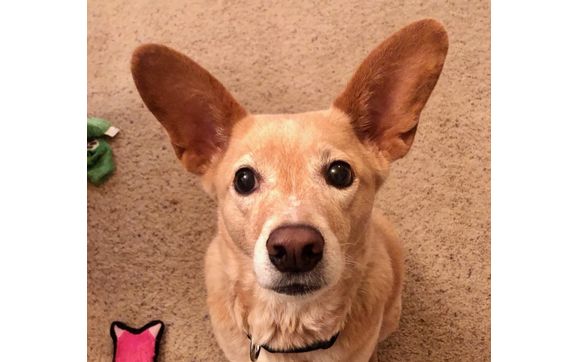 The Pawsitive Pet Life Pet Sitting by The Pawsitive Pet Life