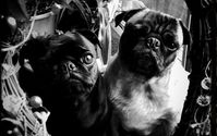 Pet Photograher by Jeanine Pohlhaus Photography
