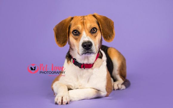 Pet Photographer by Pet Love Photography