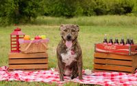 Pet Photograher by Smith Family Photography