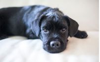 Pet Photograher by This is it studios