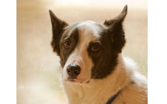 Pet Photograher by Photography by David Wong