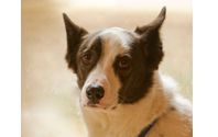 Pet Photograher by Photography by David Wong