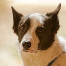 Pet Photograher by Photography by David Wong