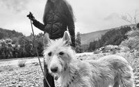 Animal Communicator Sessions by Carla B Hara, Animal Communicator & Companion Animal Hospice Support