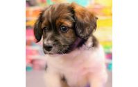 Pet Photograher by Crystal Marie Photography