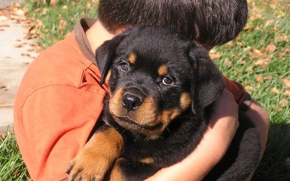 Breeding Kennel /pet adaption by vom Hognadottirs.com