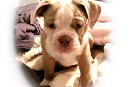 Pet Photograher by Custom portraits by phil