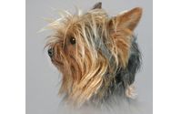 Pet Photograher by Paula Maxheim Photography