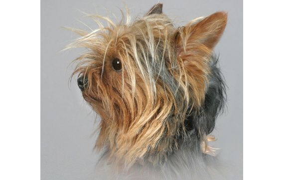 Pet Photograher by Paula Maxheim Photography