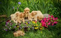 Pet Photograher by Foshay Photographers