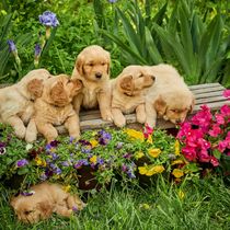 Pet Photograher by Foshay Photographers