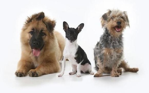 Pet Photograher by Pat & Ray's Studio
