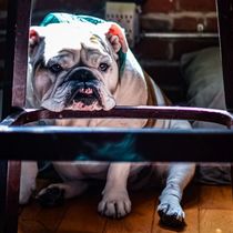 Pet Photograher by Shawn Reid Photography