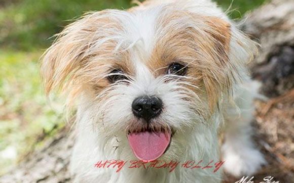 Pet Photograher by Mike Shea Photography