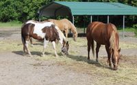 Various Equine Programs by F.R.I.E.N.D.S. Horse Rescue & Sanctuary/Florida Research Institute for  Equine Nurturing, Development & Safety, Inc.