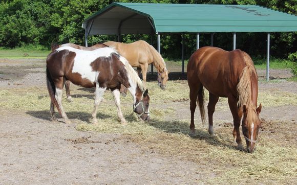 Various Equine Programs by F.R.I.E.N.D.S. Horse Rescue & Sanctuary/Florida Research Institute for  Equine Nurturing, Development & Safety, Inc.