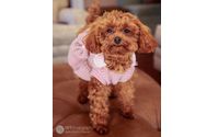 Pet Photograher by BFF Photography & Art
