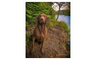 Digital Dune Photography -Pet Portraits by Digital Dunes Photography