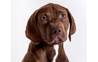 Pet Photograher by Bartley Photography