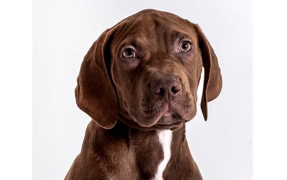 Pet Photograher by Bartley Photography