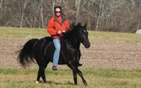Holistic Horse Care, Handling, Training & Riding Online Courses by tao of horsemanship