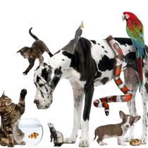 Animal Communication and SRT (Spirital Response Therapy) by www.VictoriaGlod.com