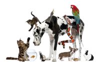 Animal Communication and SRT (Spirital Response Therapy) by www.VictoriaGlod.com