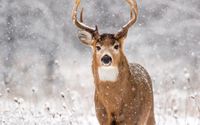 Wildlife and Nature Photographic Products by JHC Photography