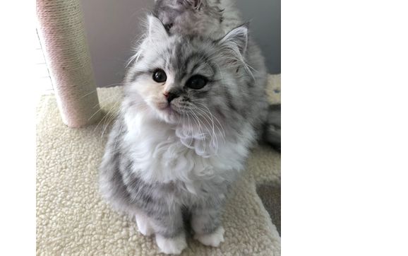 Purebred Kittens Of The Dollface Persian Ragamuffin And Maine Coon Kind By Peoria Purr S In Peoria Il Alignable